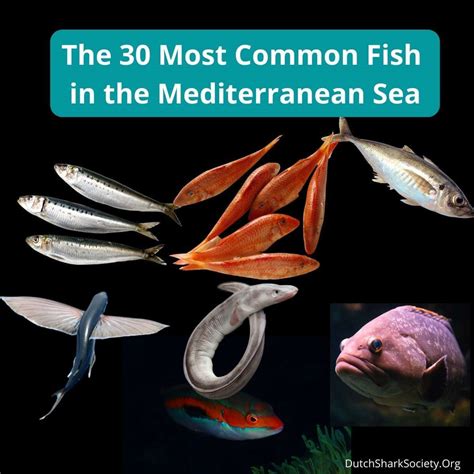 The 30 Most Common Mediterranean Sea Fish .